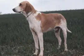 Grand anglo francais blanc et orange