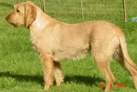 Griffon fauve de bretagne