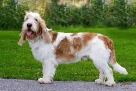 Petit basset griffon vendeen