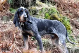 Petit bleu de gascogne