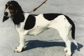 Piccolo segugio svizzero del bernese