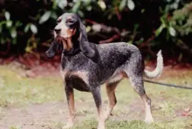 Piccolo segugio svizzero del lucernese