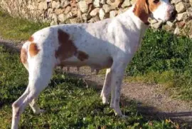 Segugio dell 'istria