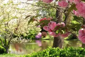 פאזל של Flores