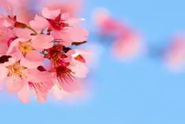 פאזל של Flores