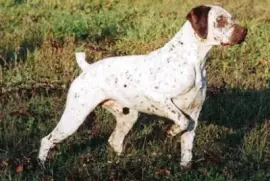 Bracco del borbonnese