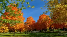 autumn park jigsaw puzzle