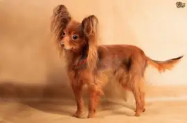 Russian toy jigsaw puzzle