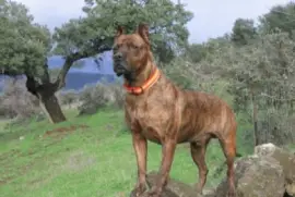 Alano spagnolo jigsaw puzzle