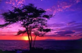 é»ƒæ˜ä¹‹ç¾Ž jigsaw puzzle