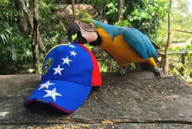 Guacamaya libre