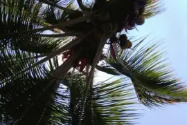 Palmera