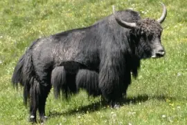 Yak