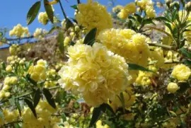 Flores al inicio de la primavera