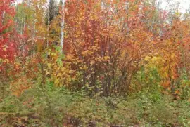 Fall colours - beautiful time of year