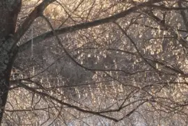 Ice on branches Christmas eve day