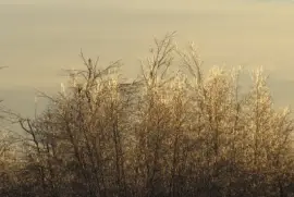 Icy trees at back of field Christmas eve day