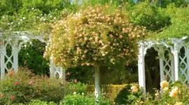 פאזל של imagem