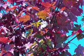 Maple leaves(photo edited)1