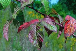 Wild berry leaves in early fall