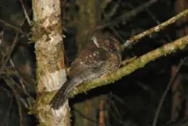 Egotalo della nuova caledonia