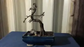 bonsai jigsaw puzzle