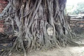 cabeza sagrada jigsaw puzzle