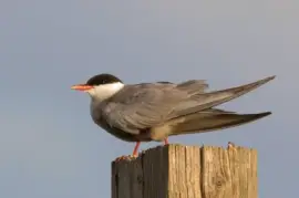 Mignattino piombato jigsaw puzzle