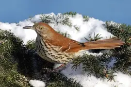 Mimo rossiccio jigsaw puzzle