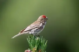 Organetto jigsaw puzzle