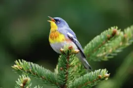 Parula americana jigsaw puzzle