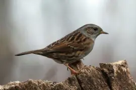 Passera scopaiola jigsaw puzzle