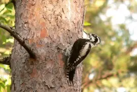 Picchio tridattilo jigsaw puzzle