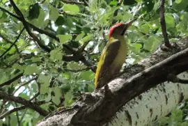 Picchio di levaillant jigsaw puzzle