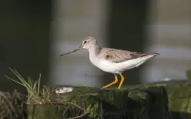 Piro piro del Terek jigsaw puzzle