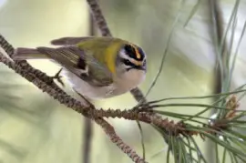 Regolo jigsaw puzzle