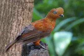 Rupicola peruviana jigsaw puzzle