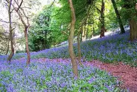 Ockbrook Wood at Dale Abbey jigsaw puzzle