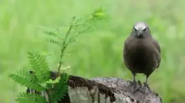 Sterna stolida bruna jigsaw puzzle