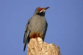 Tordo zampe rosse jigsaw puzzle