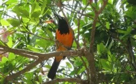 Trupiale jigsaw puzzle