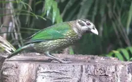 Uccello gatto macchiato jigsaw puzzle