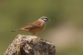 Zigolo muciatto jigsaw puzzle