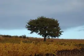 Lirac, Gard, France jigsaw puzzle