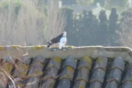 Sauveterre, Gard, France jigsaw puzzle