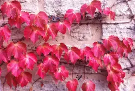 Villeneuve-les-Avignon, Gard, France jigsaw puzzle