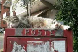 c  'Ã¨ gatta per te!