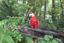 Guacamaya Roja jigsaw puzzle