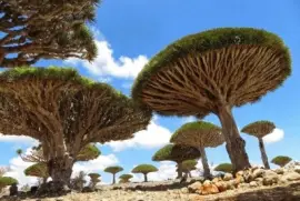 imagem jigsaw puzzle