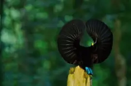 Uccello del paradiso in fase di corteggiamento jigsaw puzzle